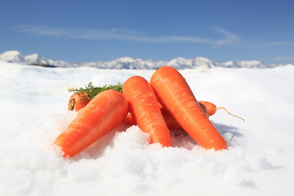 Snow Story: Cultivating Sweeter Vegetables Under Snow